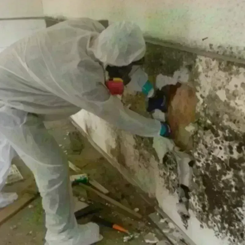 Mold Remediation and Removal in Davenport, FL